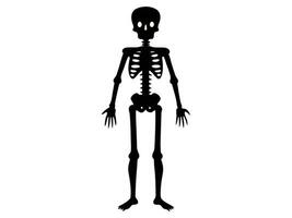 Black silhouette of a human skeleton isolated on a white background. Concept of Halloween, anatomy illustration, bone structure, spooky illustration. Print, icon, design element. vector