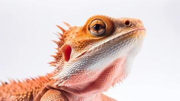 Bearded Dragon white background. . photo