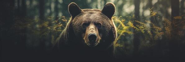 Portrait of a majestic face of a bear on the background of a forest. . photo