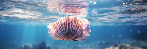 Sea shell in water. . photo