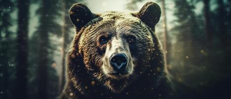 Portrait of a majestic face of a bear on the background of a forest. . photo