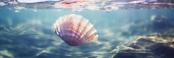 Sea shell in water. . photo