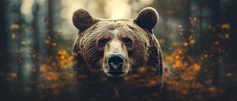 Portrait of a majestic face of a bear on the background of a forest. . photo