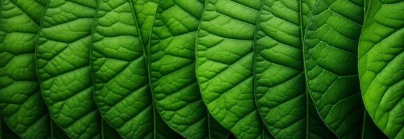 Green leaves background. photo