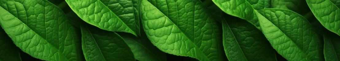 Green leaves background. photo