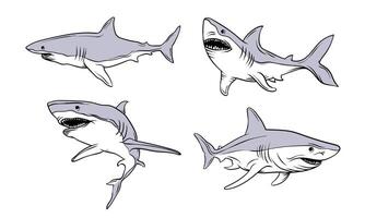 Hand drawn shark illustration. Bull shark cartoon characters. Suitable for shark mascot vector