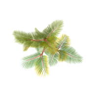 Archontophoenix alexandrae tree isolated on transparent Canvas from the top view png