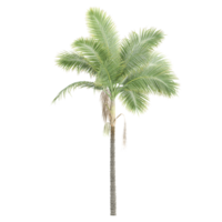 3d rendering of Archontophoenix alexandrae tree png