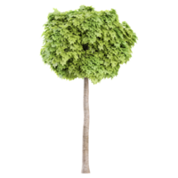 3d rendering of Maple plant png