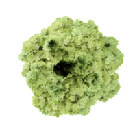From the top view of Maple Tree for architecture visualization png