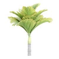 Areca catechu dwarf tree isolated on transparent Canvas png