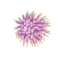collection of Calluna Plant with realistic style from top view png