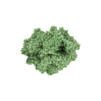 From the top view of Amur Maple Tree for architecture visualization png