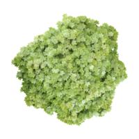 Topview of Maple tree isolated on canvas png