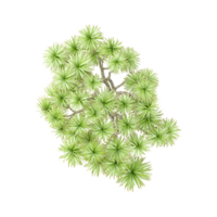 3d rendering of Ornamental Cabbage Tree from top view png