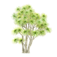 3d rendering of Ornamental Cabbage Tree png