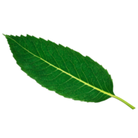 Flying green leaves on transparent background. Fresh spring foliage. Environment and ecology backdrop. Leaf isolated on transparent background cutout png