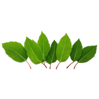 Flying green leaves on transparent background. Fresh spring foliage. Environment and ecology backdrop. Leaf isolated on transparent background cutout png
