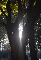 sun rays going through lush leaf. tree foliage in a beautiful morning sun light. photo