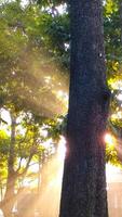 sun rays going through lush leaf. tree foliage in a beautiful morning sun light. photo