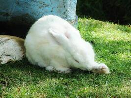 cute adorable white hares or rabbits with long ears in a zoo photo