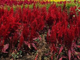 Beautiful spring and summer natural panoramic landscape with blooming field of vibrant colorful flower photo