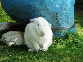cute adorable white hares or rabbits with long ears in a zoo photo