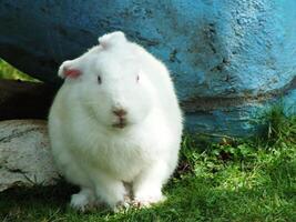 cute adorable white hares or rabbits with long ears in a zoo photo