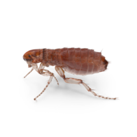 Closse up pulex irritans flea macro png