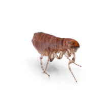 Closse up pulex irritans flea macro png