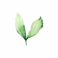 Branch with green leaves watercolor vector