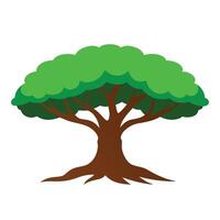 Banyan tree flat illustration on white background vector