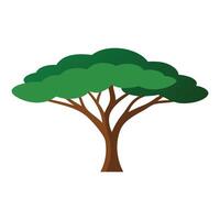 Acacia tree flat illustration on white background vector