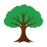Beech tree flat illustration on white background vector