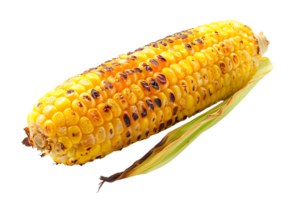 single grilled corn on a transparent background png