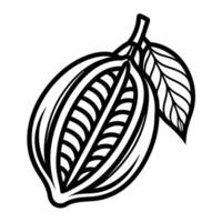 autumn and fall theme, line illustration of cocoa fruit vector