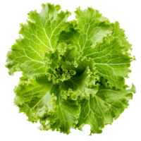 Fresh salad green lettuce leaf isolated on transparent background png
