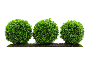 English boxwood showcasing precision garden art Isolated on Transparent Background png