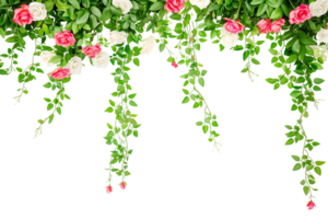 tropical climbing roses border hanging isolated on transparent background png