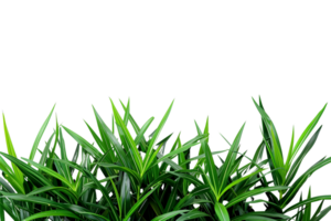 bush of pandan plants with copy space on a transparent background png
