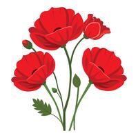 Red poppies bouquet isolated on white background. vector