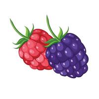 Raspberry and blackberry isolated on white background. vector