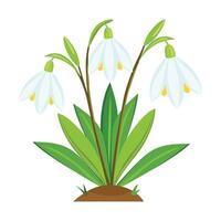 Snowdrop flower. Flat illustration of snowdrop flower icon for web vector