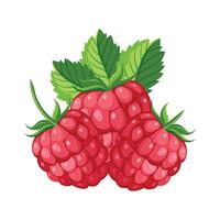 Raspberry illustration isolated on white background. Raspberry icon. vector