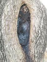 Hole in the bark of a tree close up. Tree trunk with hollow. Tree bark texture background. Dark Hollow Of Old Birch Tree Close Up. Birch Texture Background. Damage To The Bark Of a wood photo