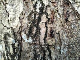 Texture pattern formed for the rough bark of huge trees. Pine bark texture for background. Old rough bark of a greenish pine tree photo