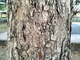 Texture pattern formed for the rough bark of huge trees. Pine bark texture for background. Old rough bark of a greenish pine tree photo
