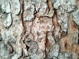 Texture pattern formed for the rough bark of huge trees. Pine bark texture for background. Old rough bark of a greenish pine tree photo