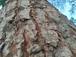Texture pattern formed for the rough bark of huge trees. Pine bark texture for background. Old rough bark of a greenish pine tree photo