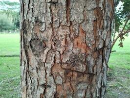 Texture pattern formed for the rough bark of huge trees. Pine bark texture for background. Old rough bark of a greenish pine tree photo